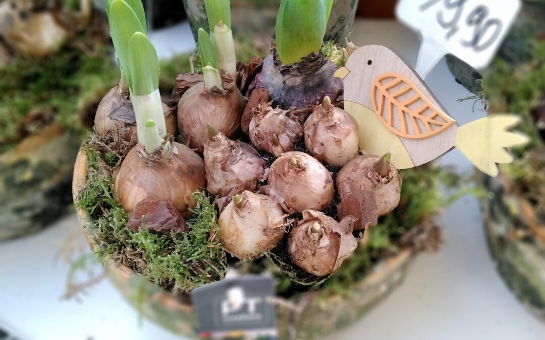 Arrangement mit Frühlingspflanzen