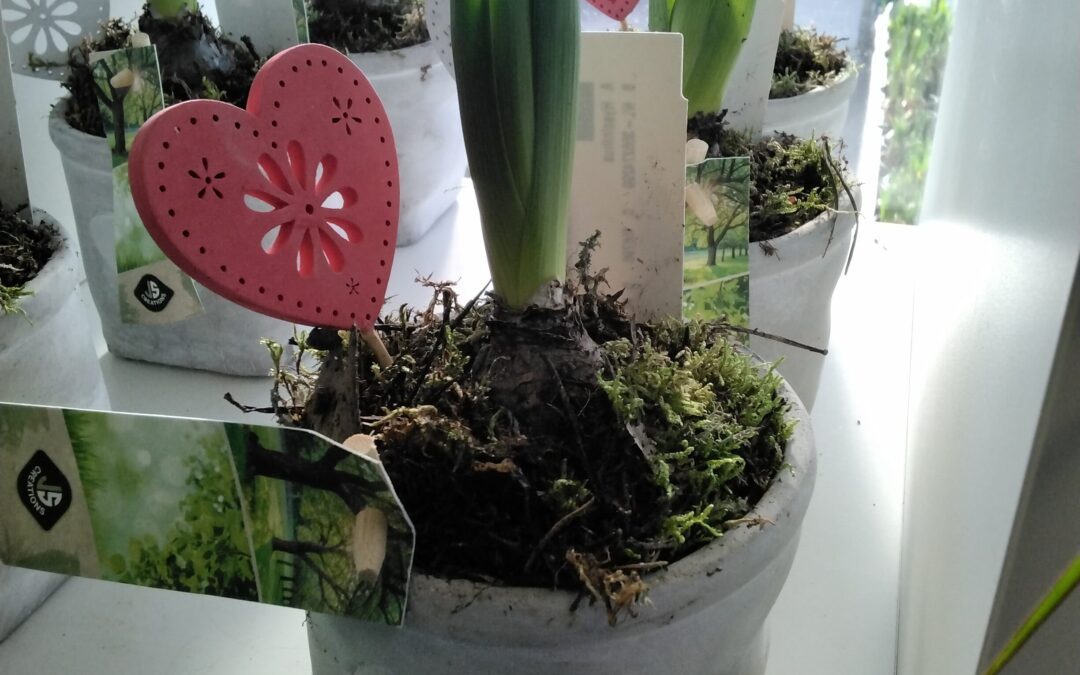 Hyazinthe im Steintopf