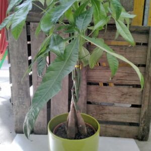 Pachira, Glückskastanie