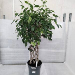 Ficus