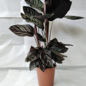 Calathea