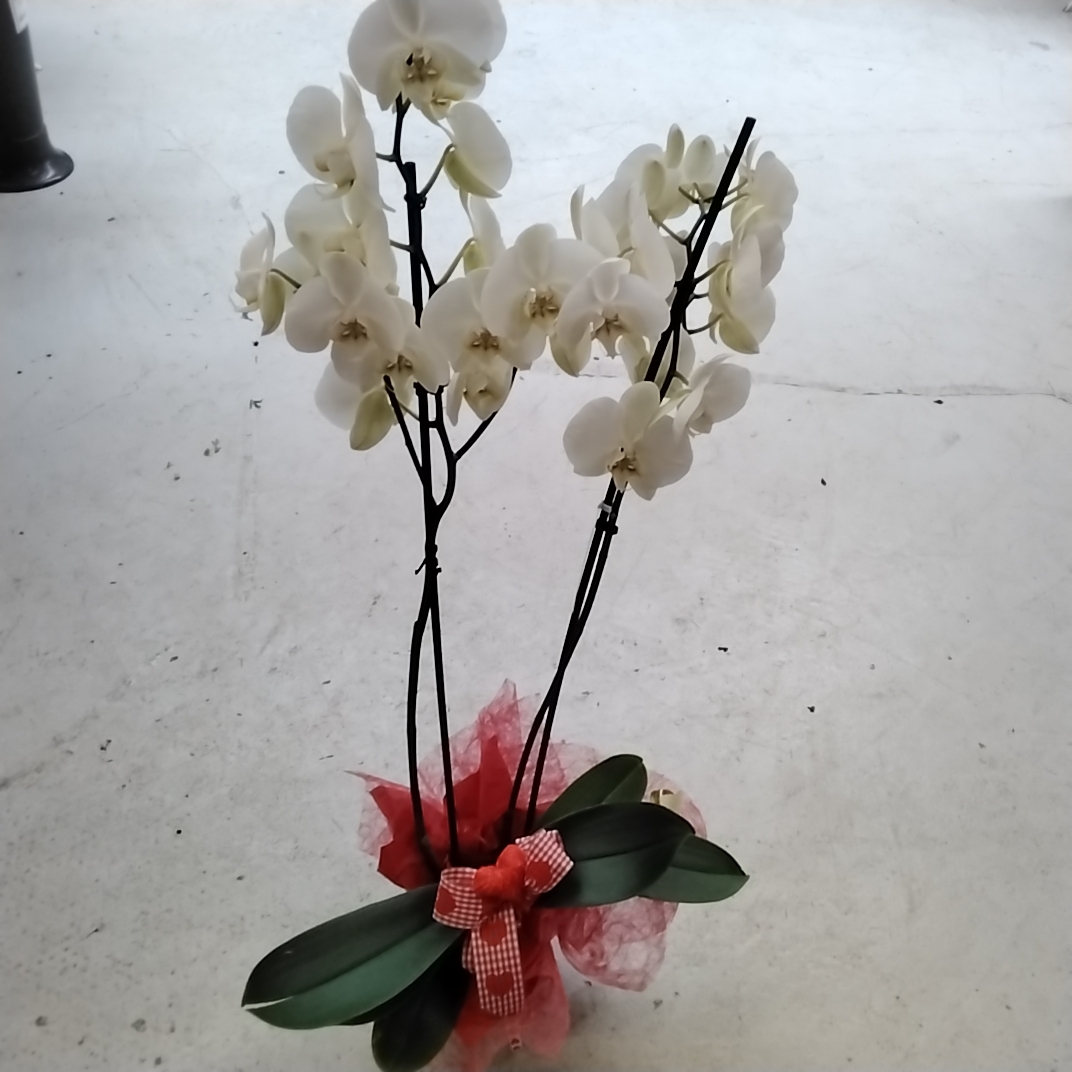 Phalaenopsis mit deko