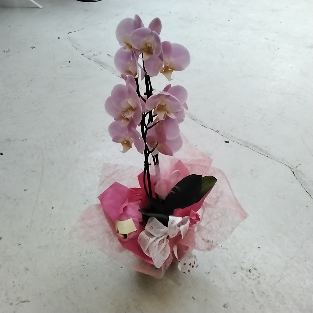 Phalaenopsis mit deko in rosa