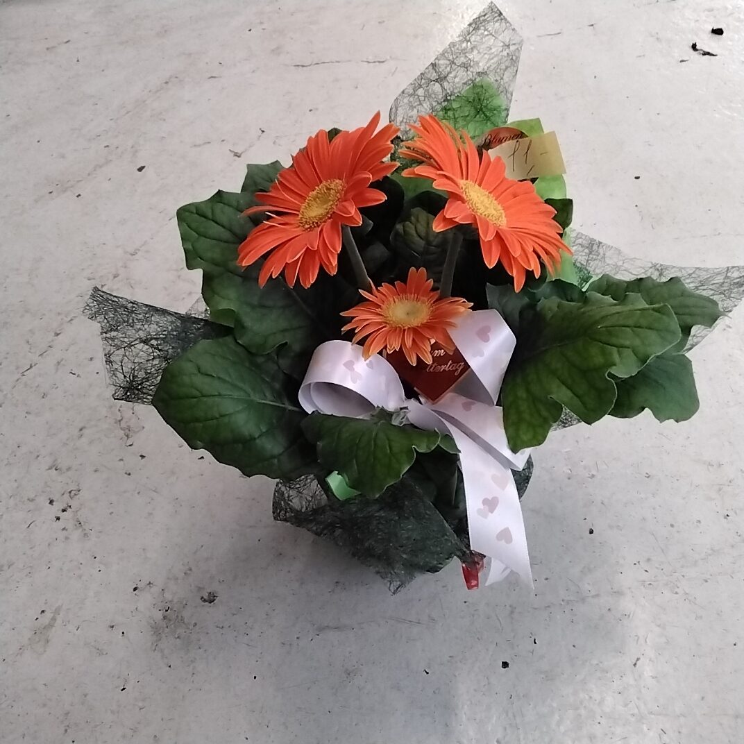 Gerbera mit deko