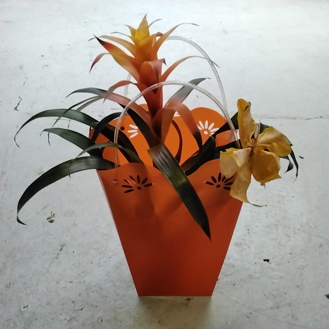 Bromelie in der tütte