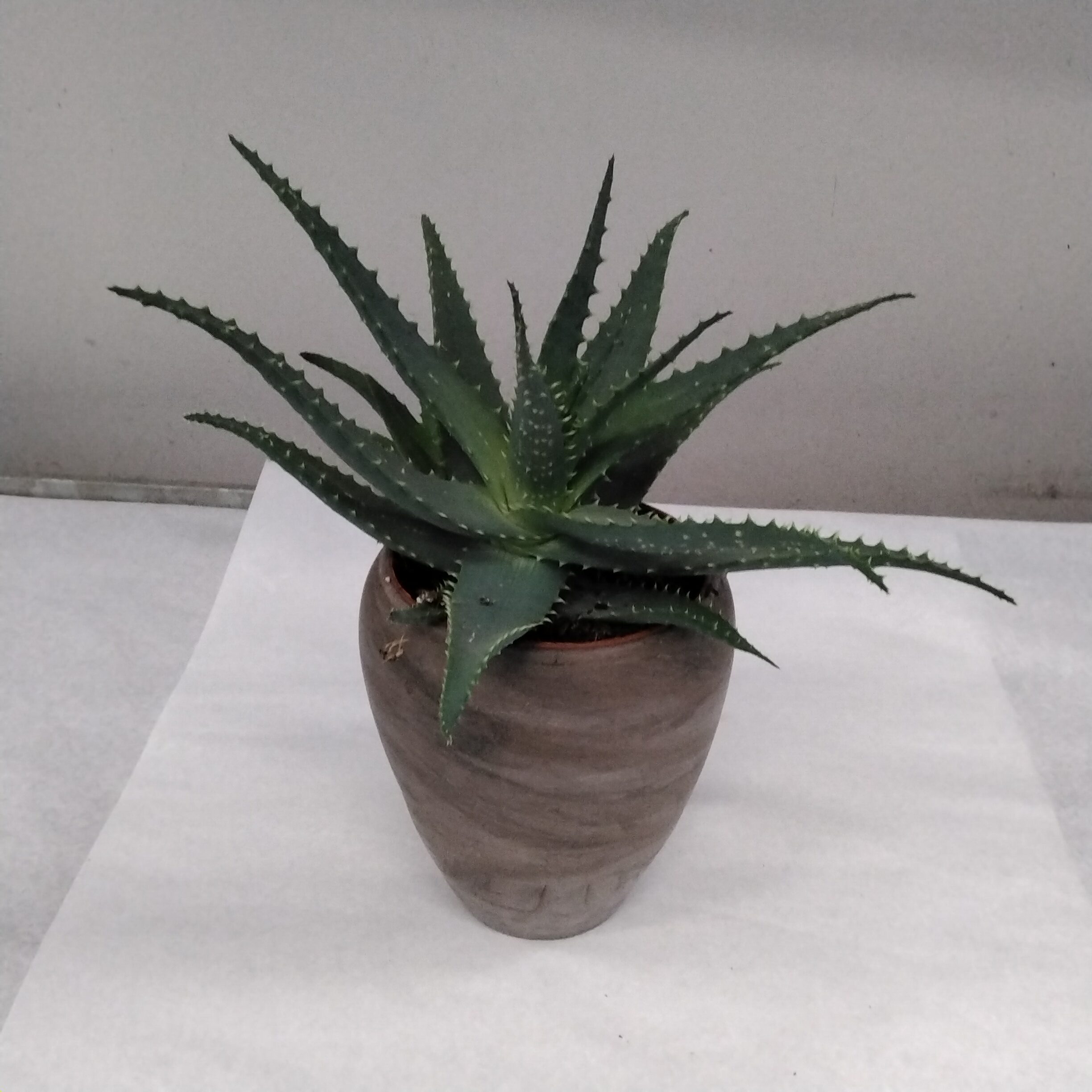 Aloe Vera
