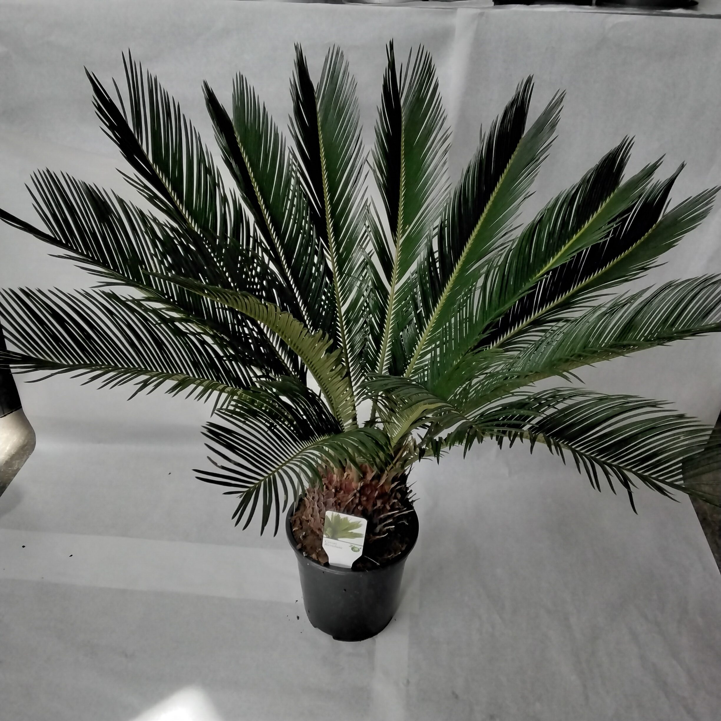 Cycas Revoluta-Japanischer Sagopalmfarn