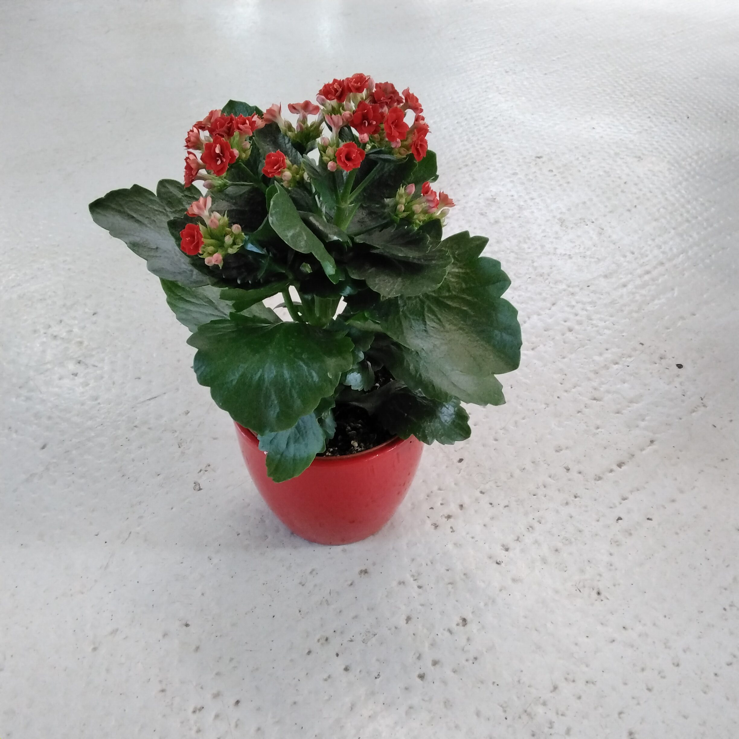 Kalanchoe