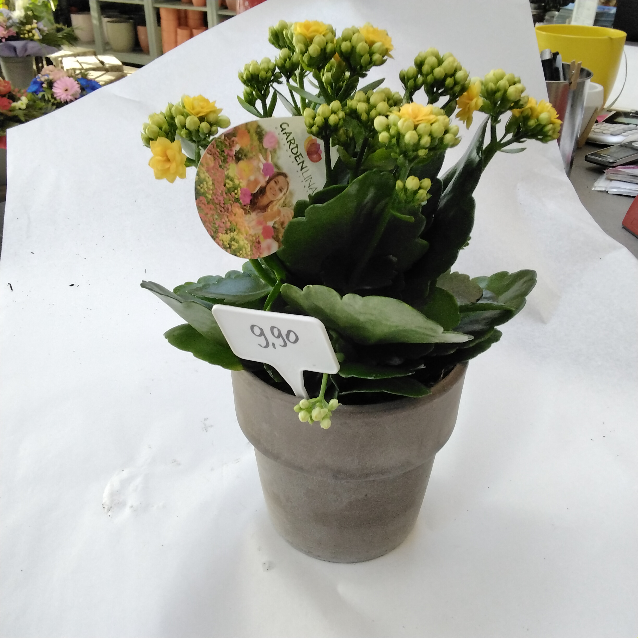 Kalanchoe im Tontopf