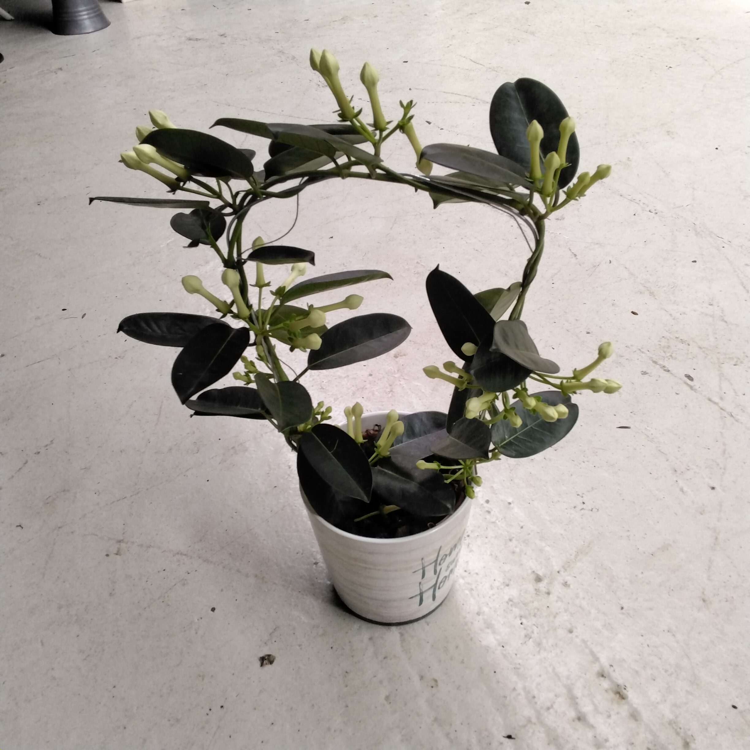 Stephanotis