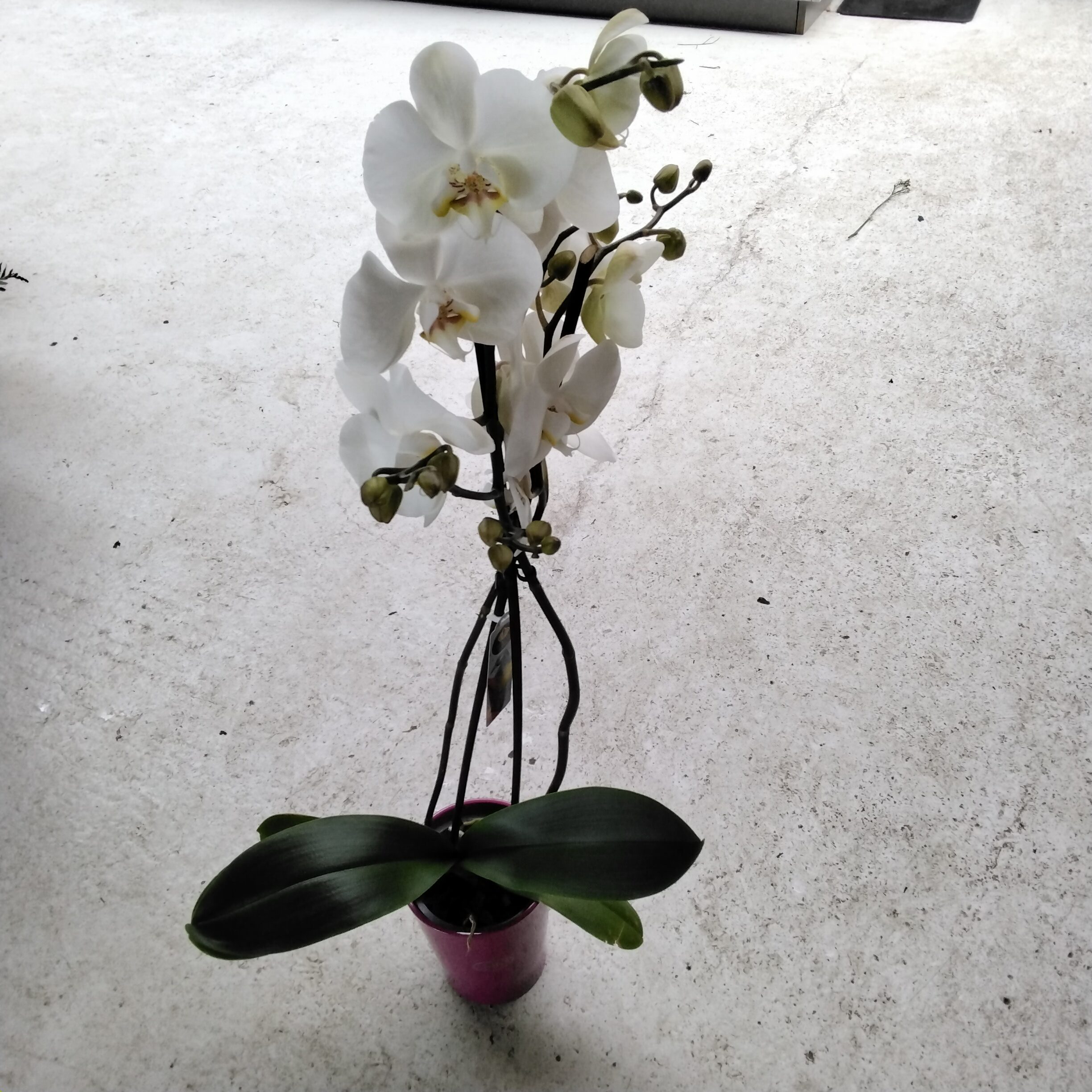 Orchidee groß
