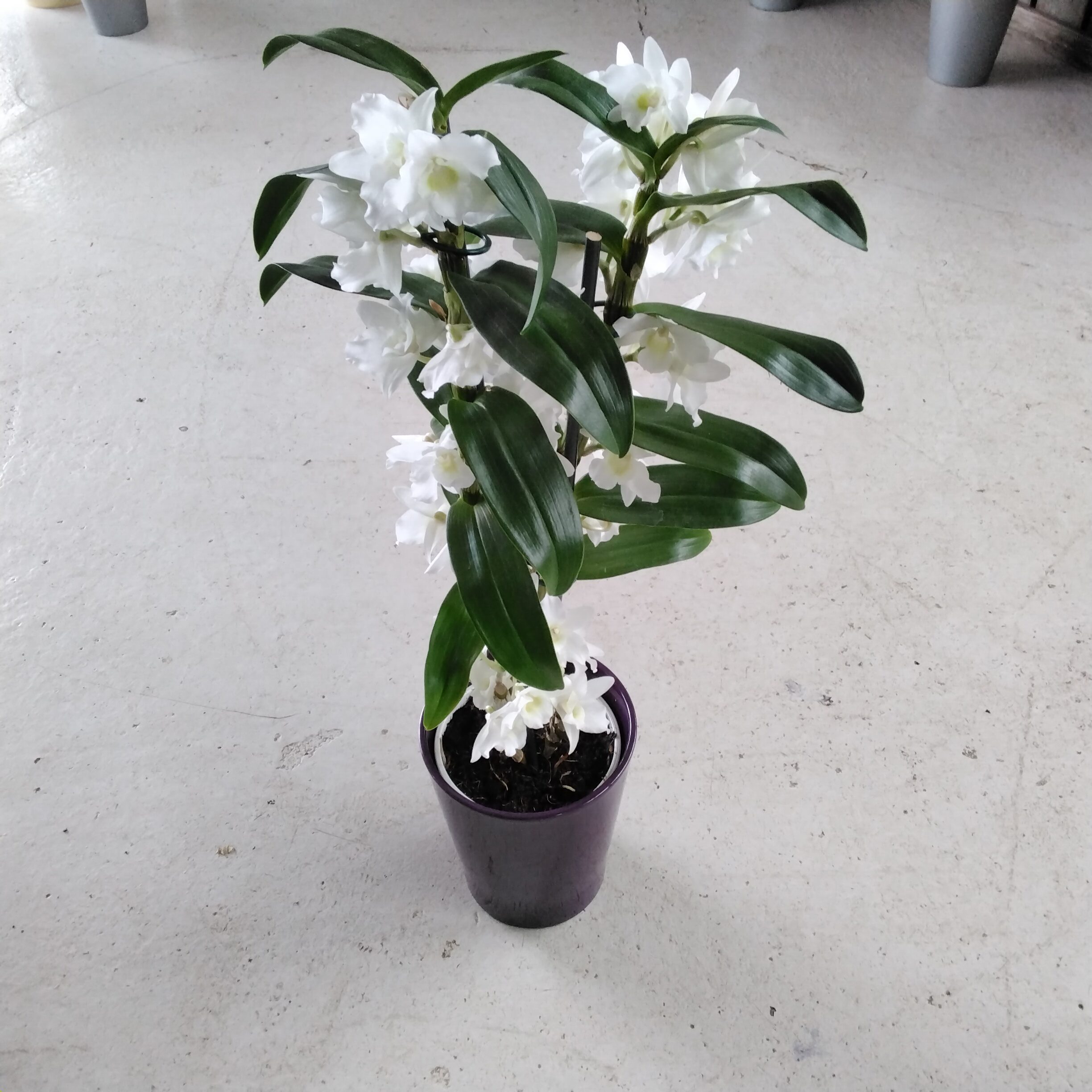 Dendrobium
