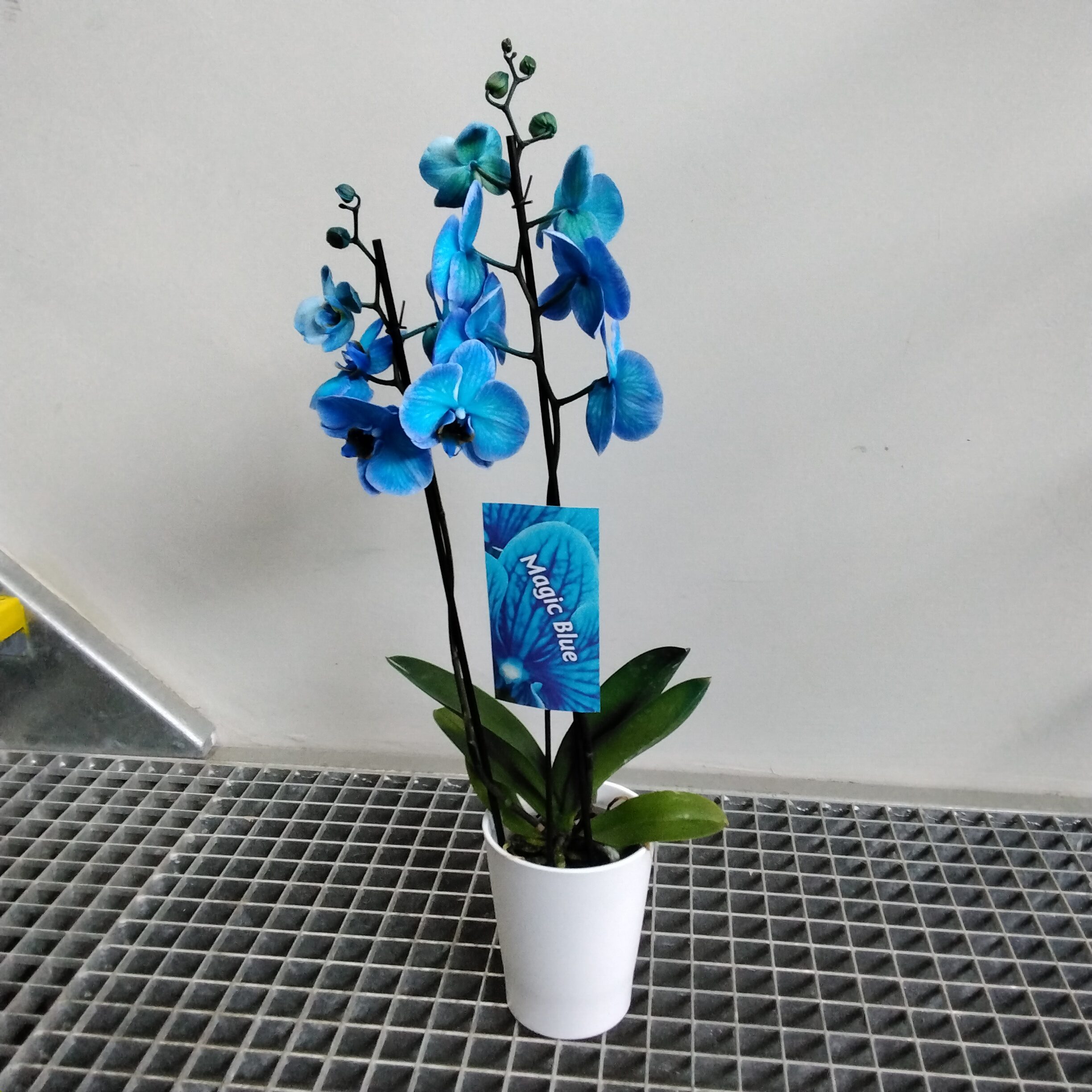 Phalaenopsis blau
