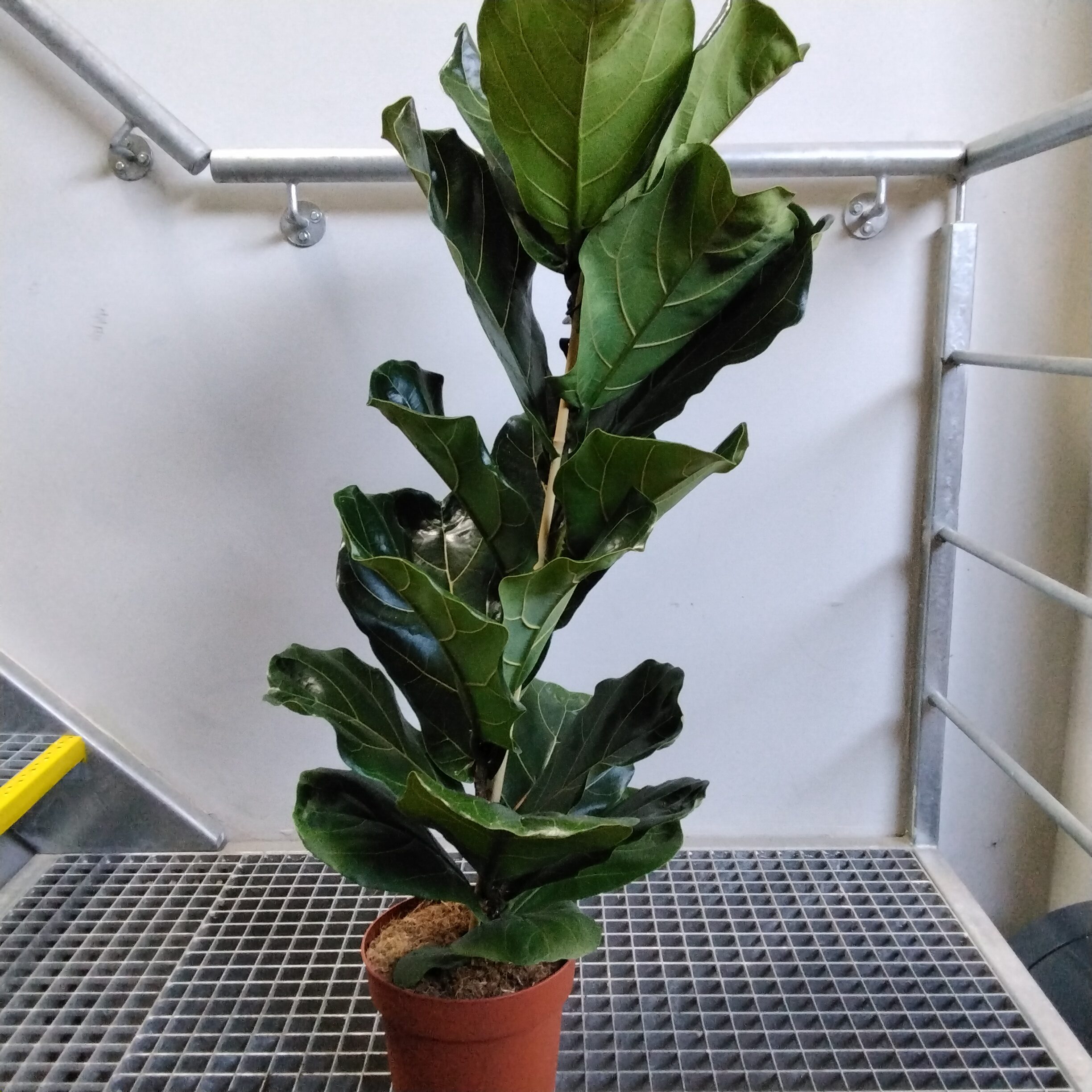 Ficus lyrata