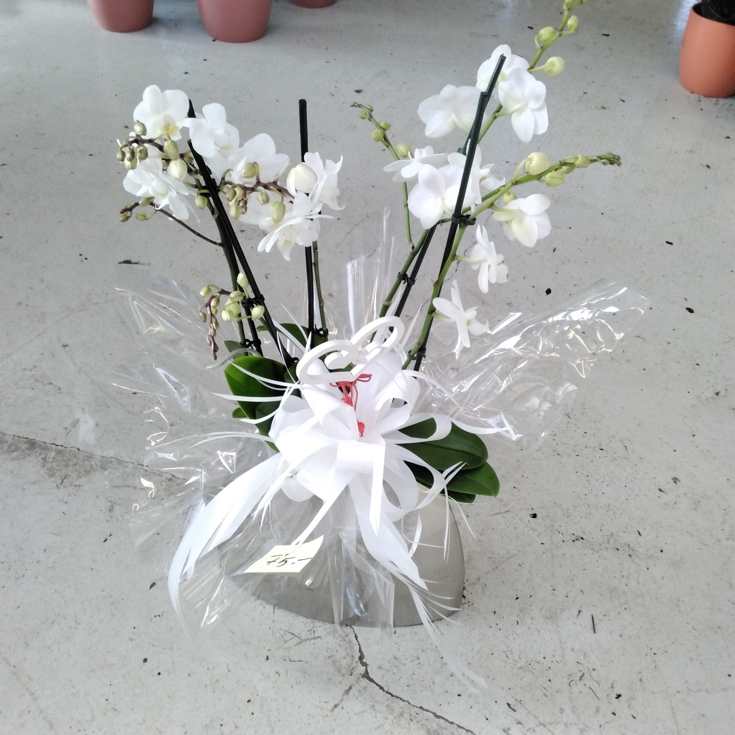 Phalaenopsis in Berndorfer Vase