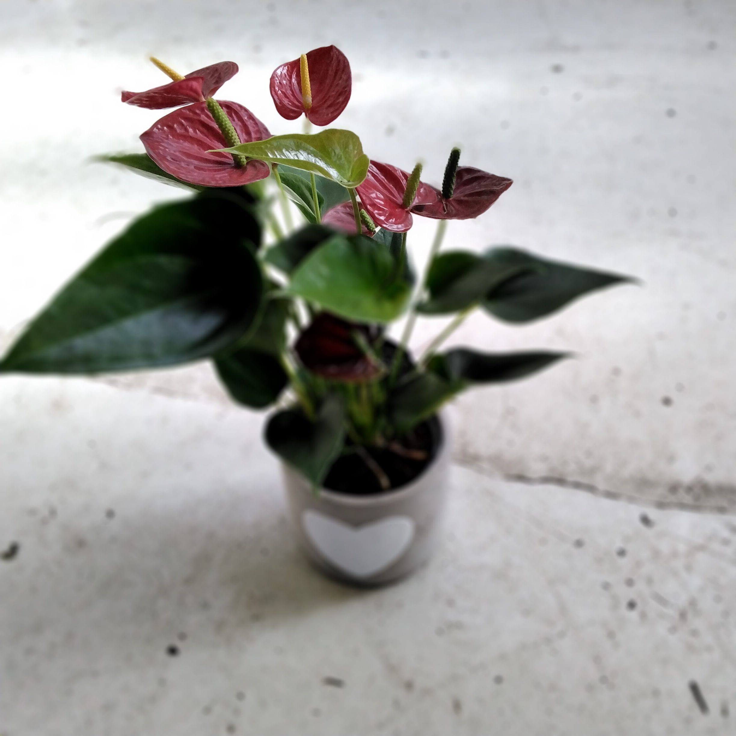 Anthurie mit ü-topf