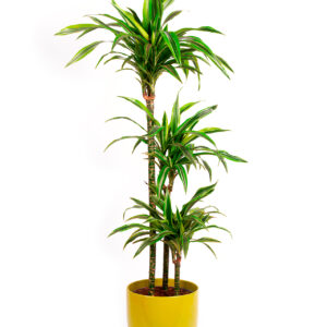 Dracena ohne Übertopf - ca. 27cm