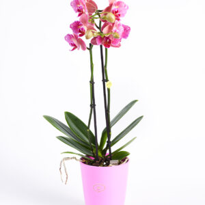 Phalaenopsis rosa
