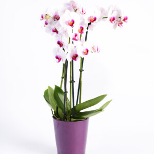 Phalaenopsis weiß, lila