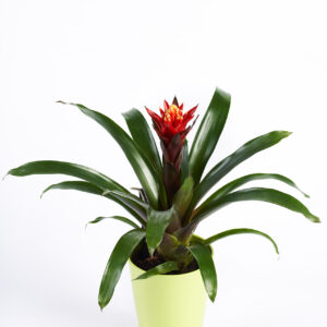 Bromelia dunkelrot