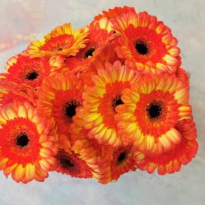 Bund Gerbera orange