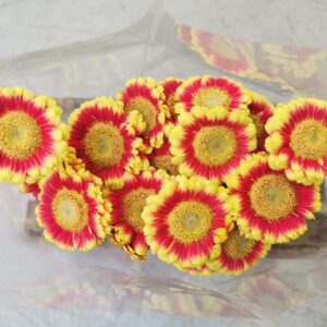 Bund Gerbera gelb